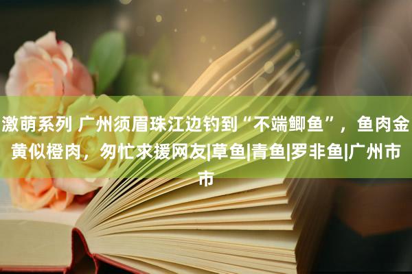 激萌系列 广州须眉珠江边钓到“不端鲫鱼”，鱼肉金黄似橙肉，匆忙求援网友|草鱼|青鱼|罗非鱼|广州市