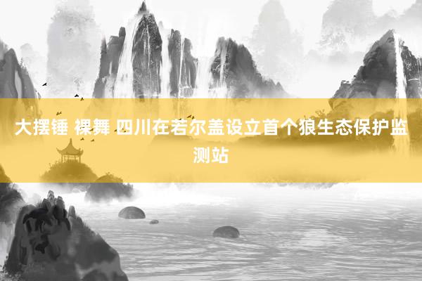 大摆锤 裸舞 四川在若尔盖设立首个狼生态保护监测站
